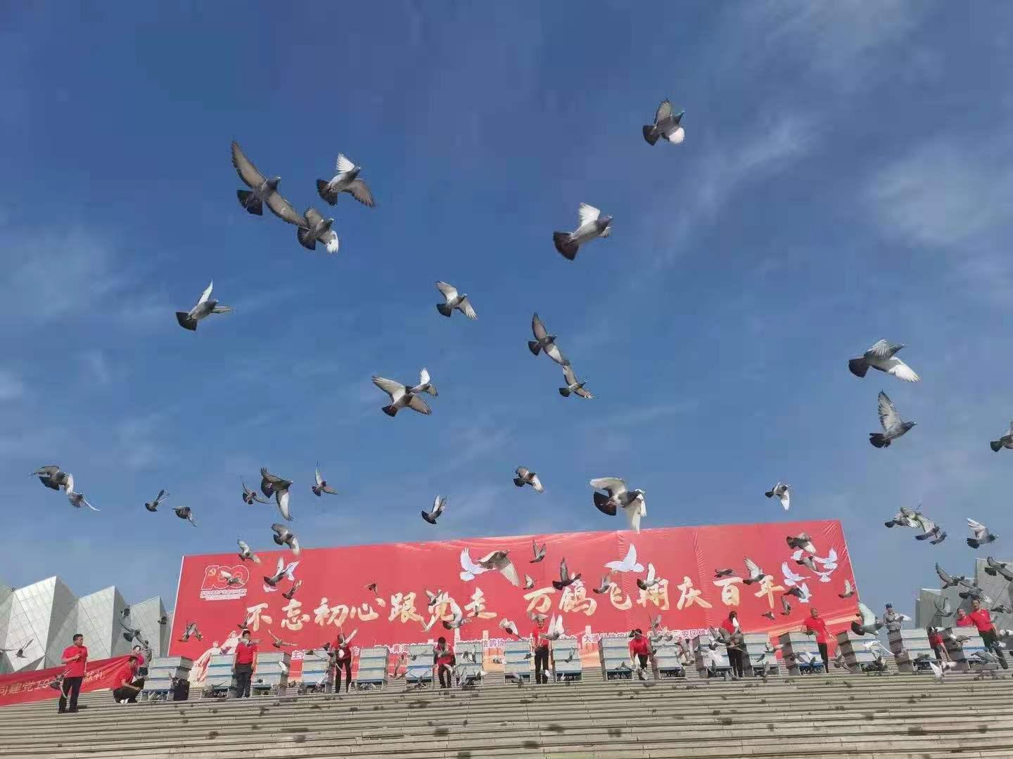 和平鸽每只有15元“工资”和平鸽的工资，每一只的价值与我们的责任